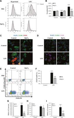 Cell volume restriction by mercury chloride reduces M1-like inflammatory response of bone marrow-derived macrophages